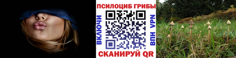 нарко площадка Telegram  Богучар  Псилоцибиновые грибы Psilocybe 